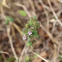 Lepidagathis fasciculata (Retz.) Nees